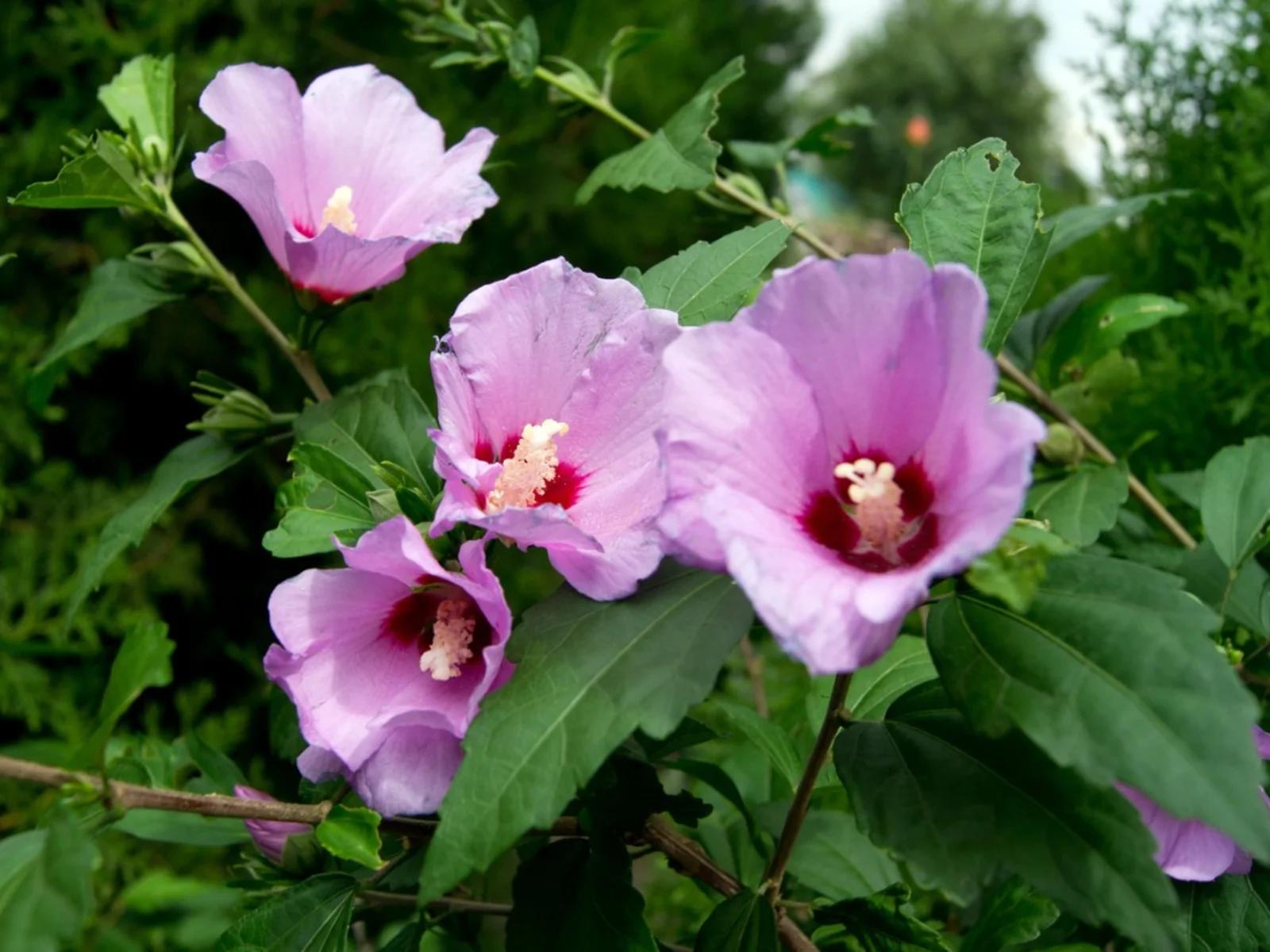 shrub-mallow_jpg_75